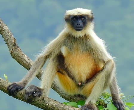 Langurs deployed to tackle monkey menace at Kanpur Test